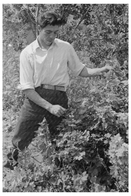 Spanish-American Farmer and Nephew in Chamisal 1944