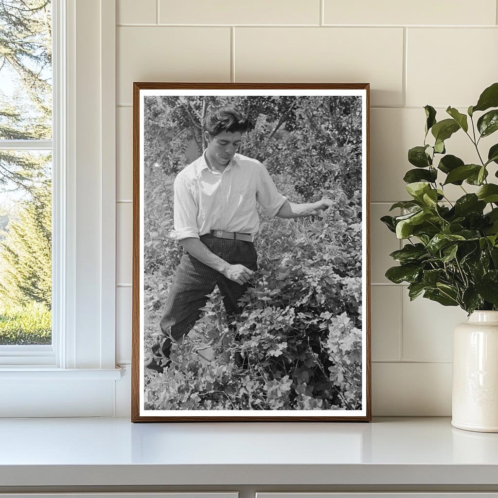 Spanish-American Farmer and Nephew in Chamisal 1944