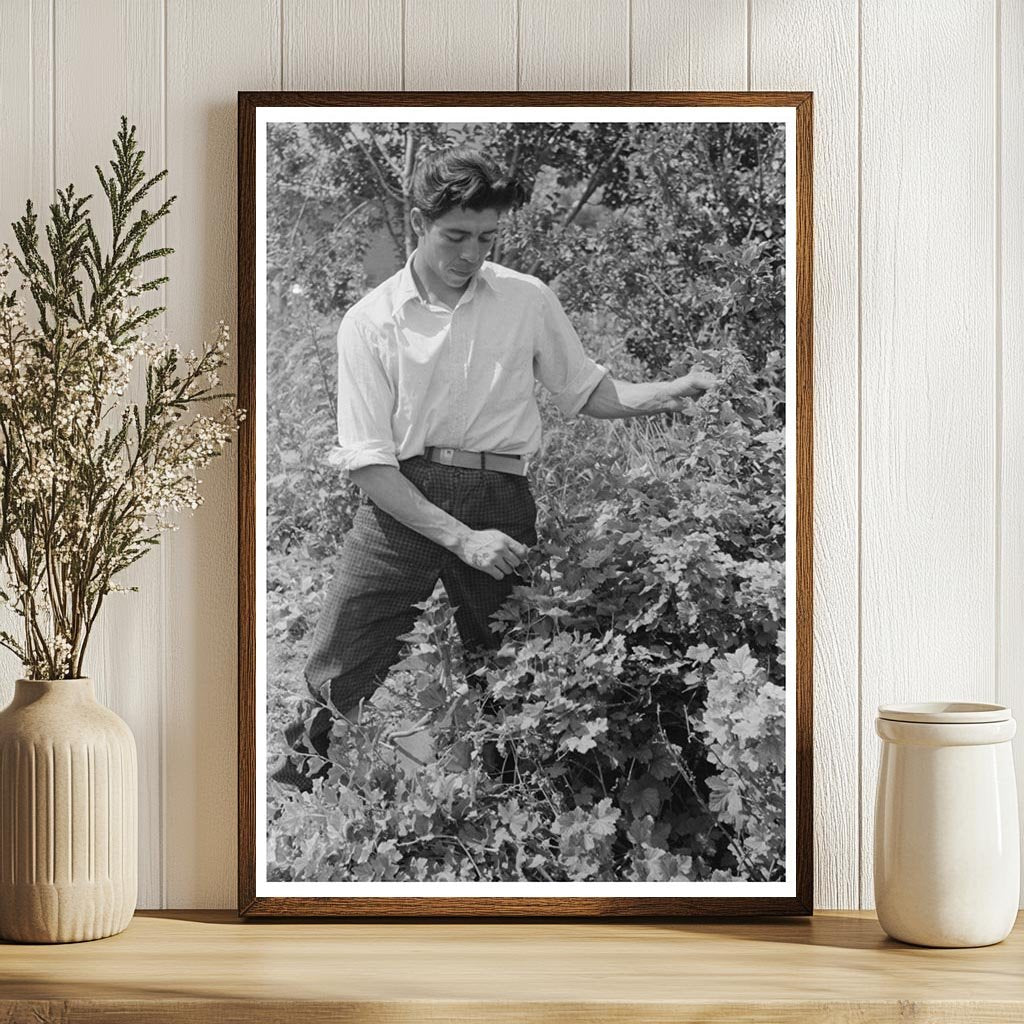 Spanish-American Farmer and Nephew in Chamisal 1944