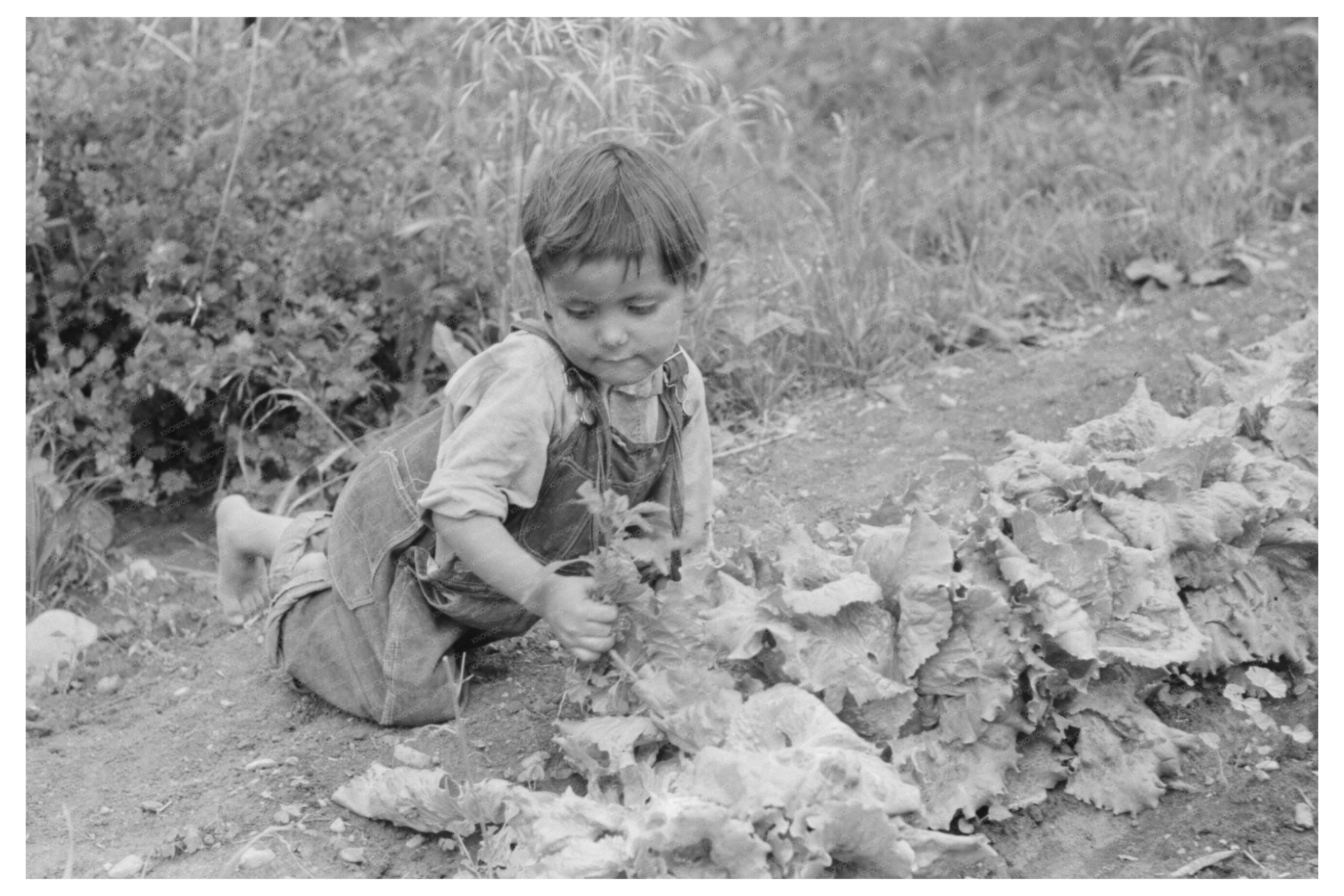 Spanish-American Boy Weeding Garden Chamisal New Mexico 1940