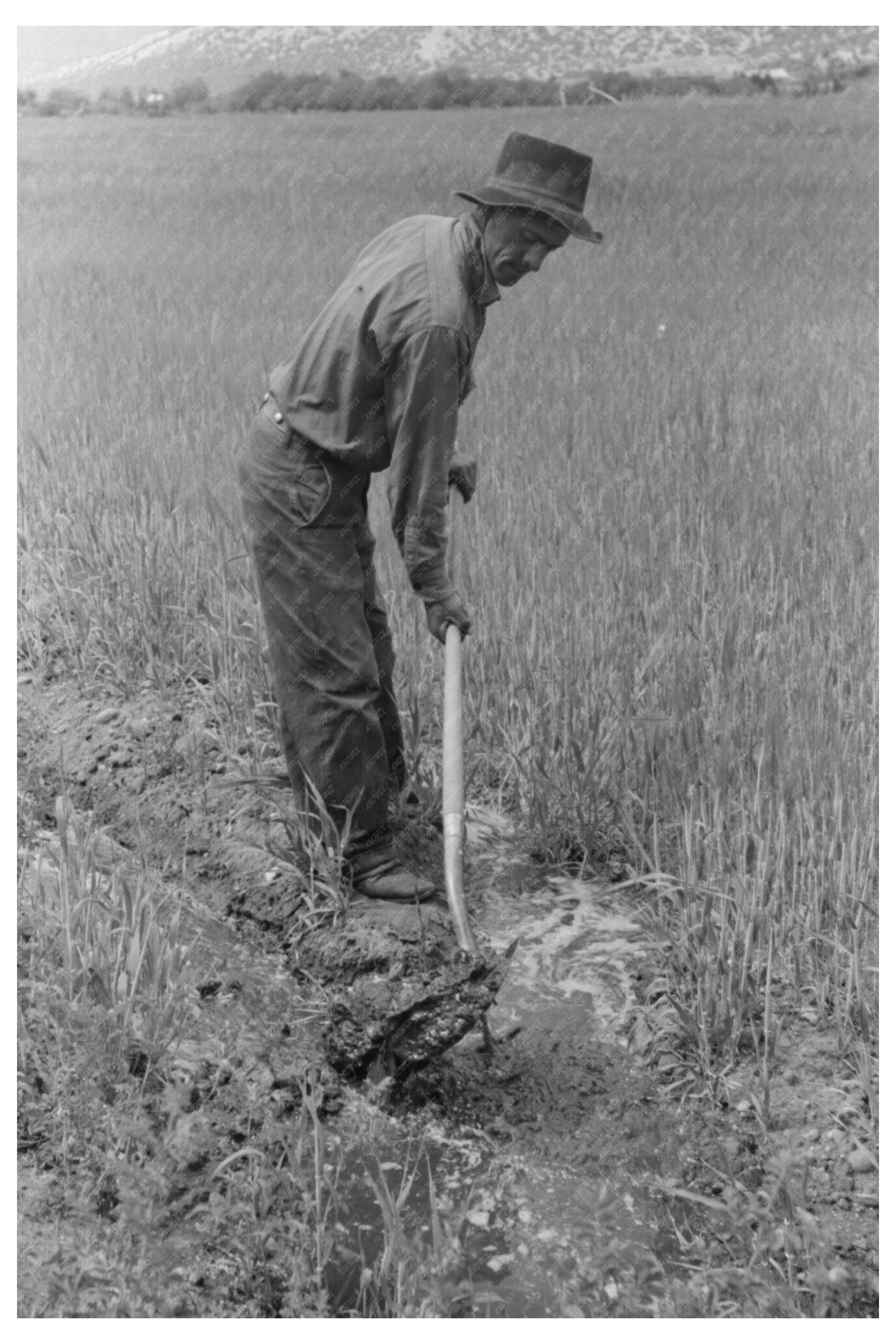 Spanish-American Farmer Irrigating Wheat Field 1940