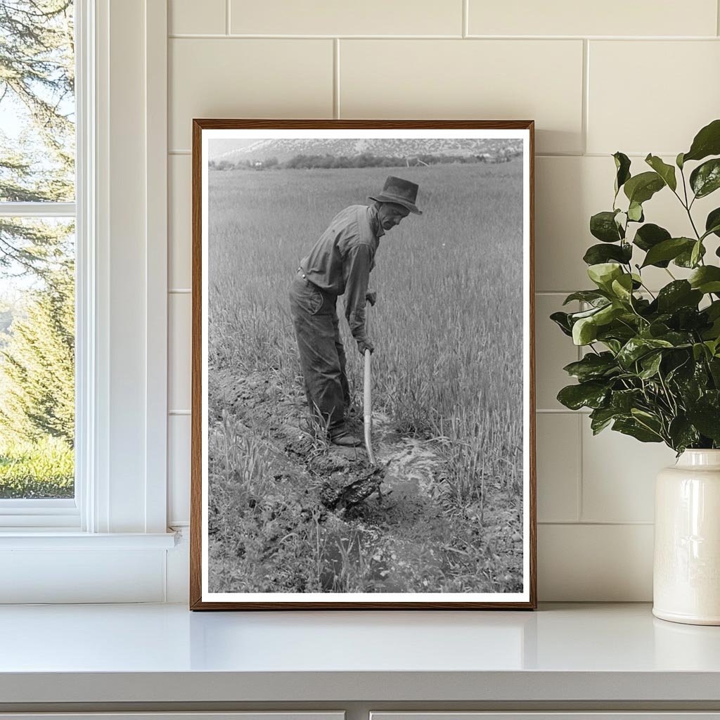 Spanish-American Farmer Irrigating Wheat Field 1940