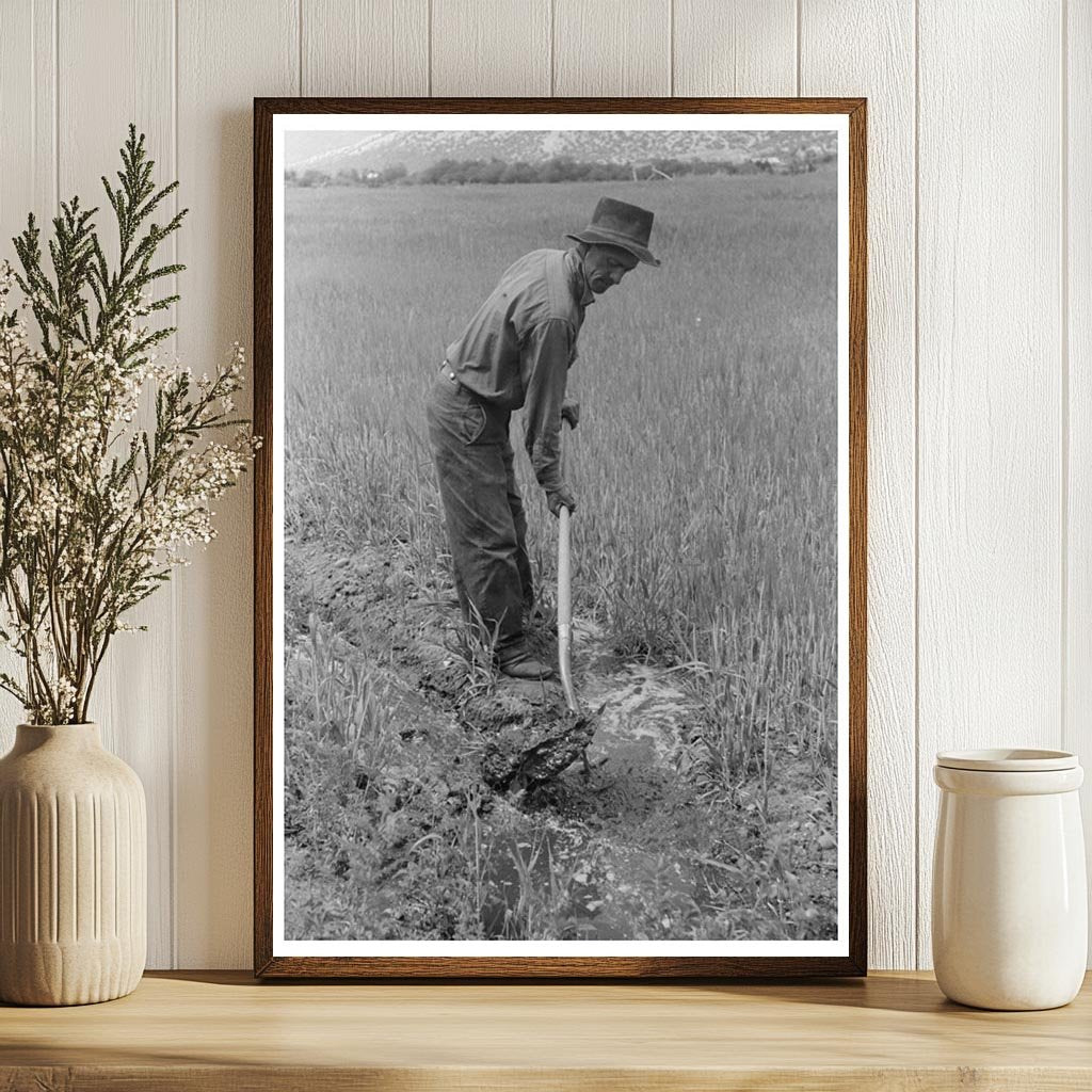 Spanish-American Farmer Irrigating Wheat Field 1940