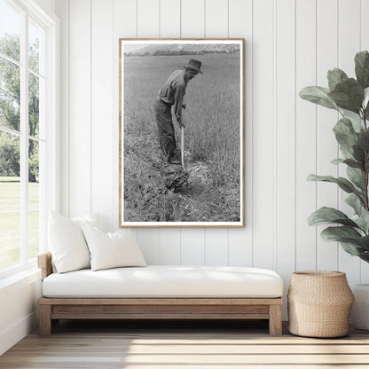 Spanish-American Farmer Irrigating Wheat Field 1940