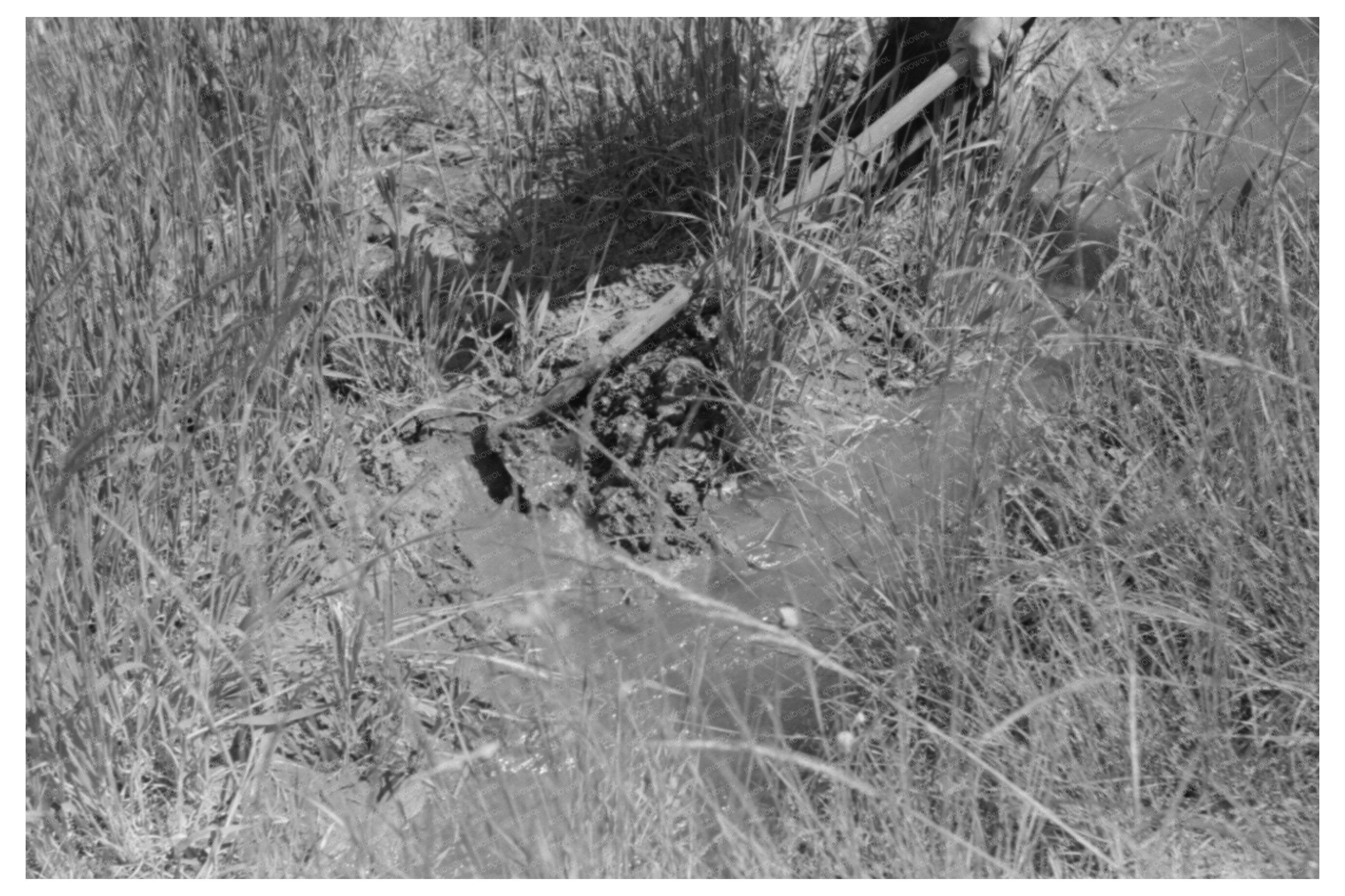 Irrigating Wheat Field in Chamisal New Mexico July 1940