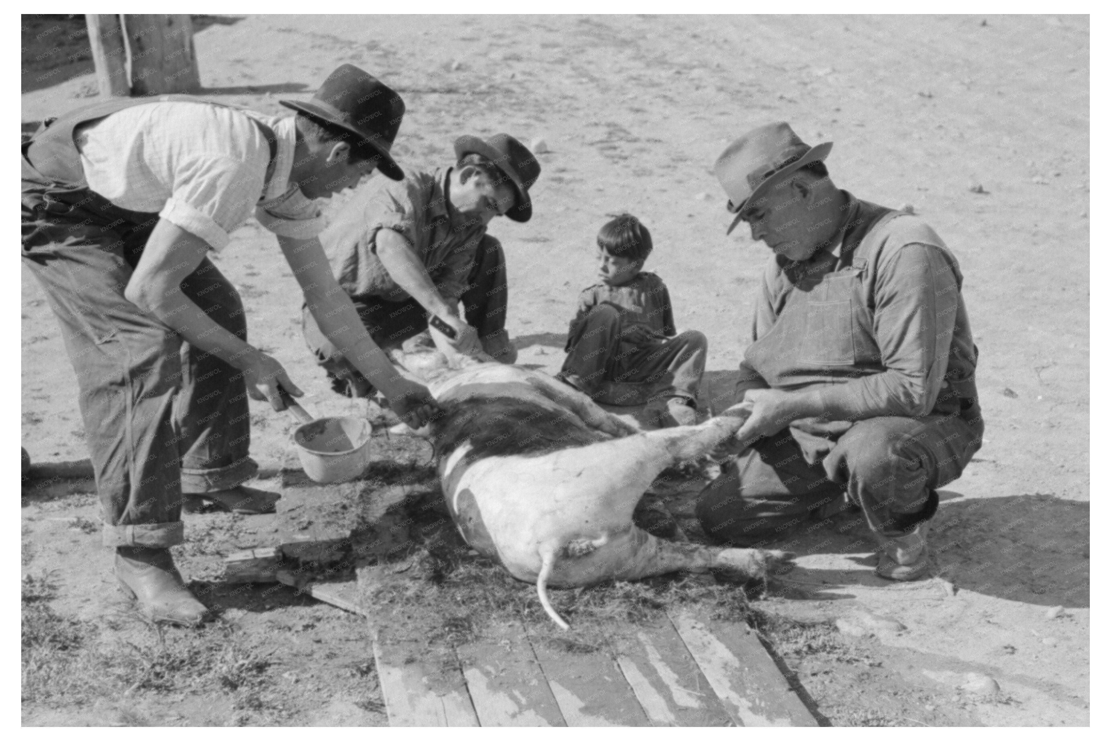 Spanish-American Farmer Scraping Hog Hair Chamisal 1940