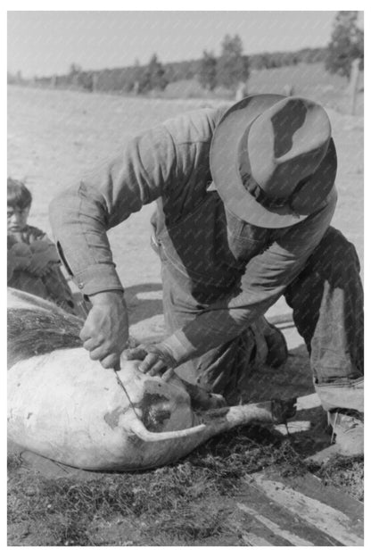 Spanish-American Farmer Scraping Hog Hair July 1940