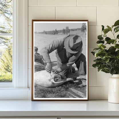 Spanish-American Farmer Scraping Hog Hair July 1940