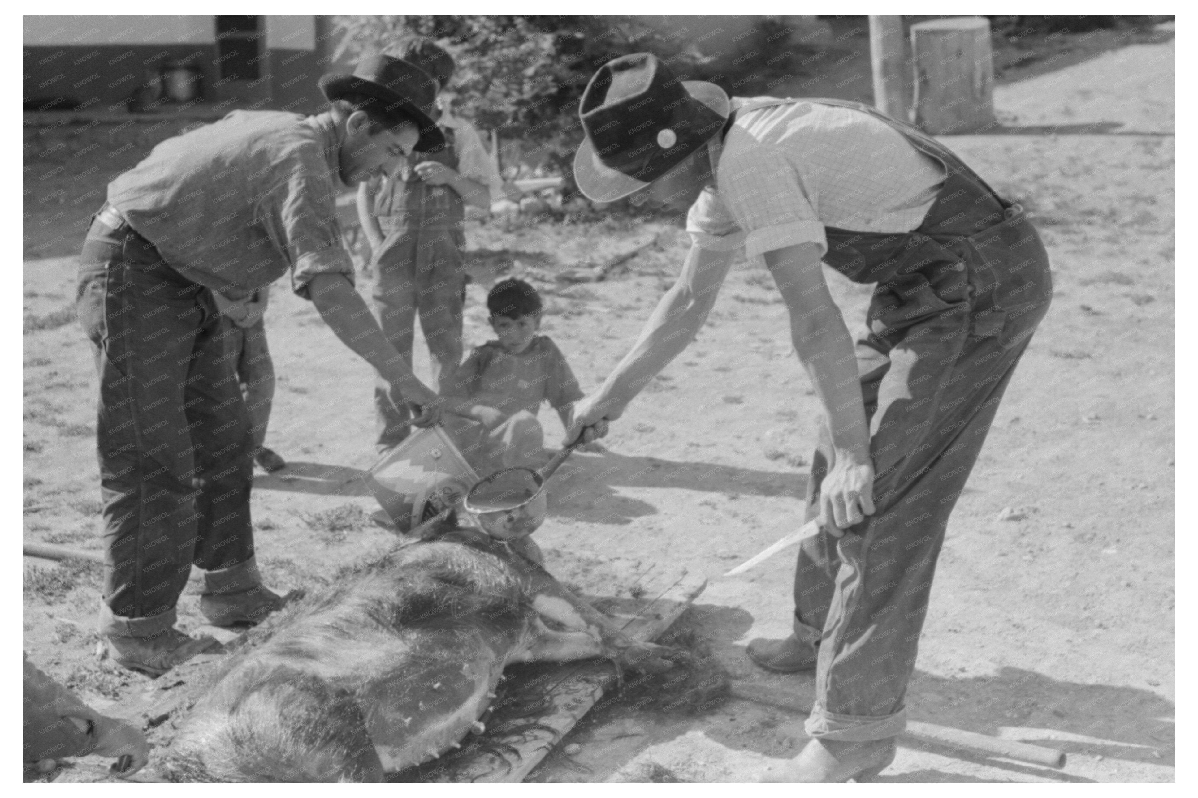 Spanish-American Farmers Peeling Hog Fat July 1940