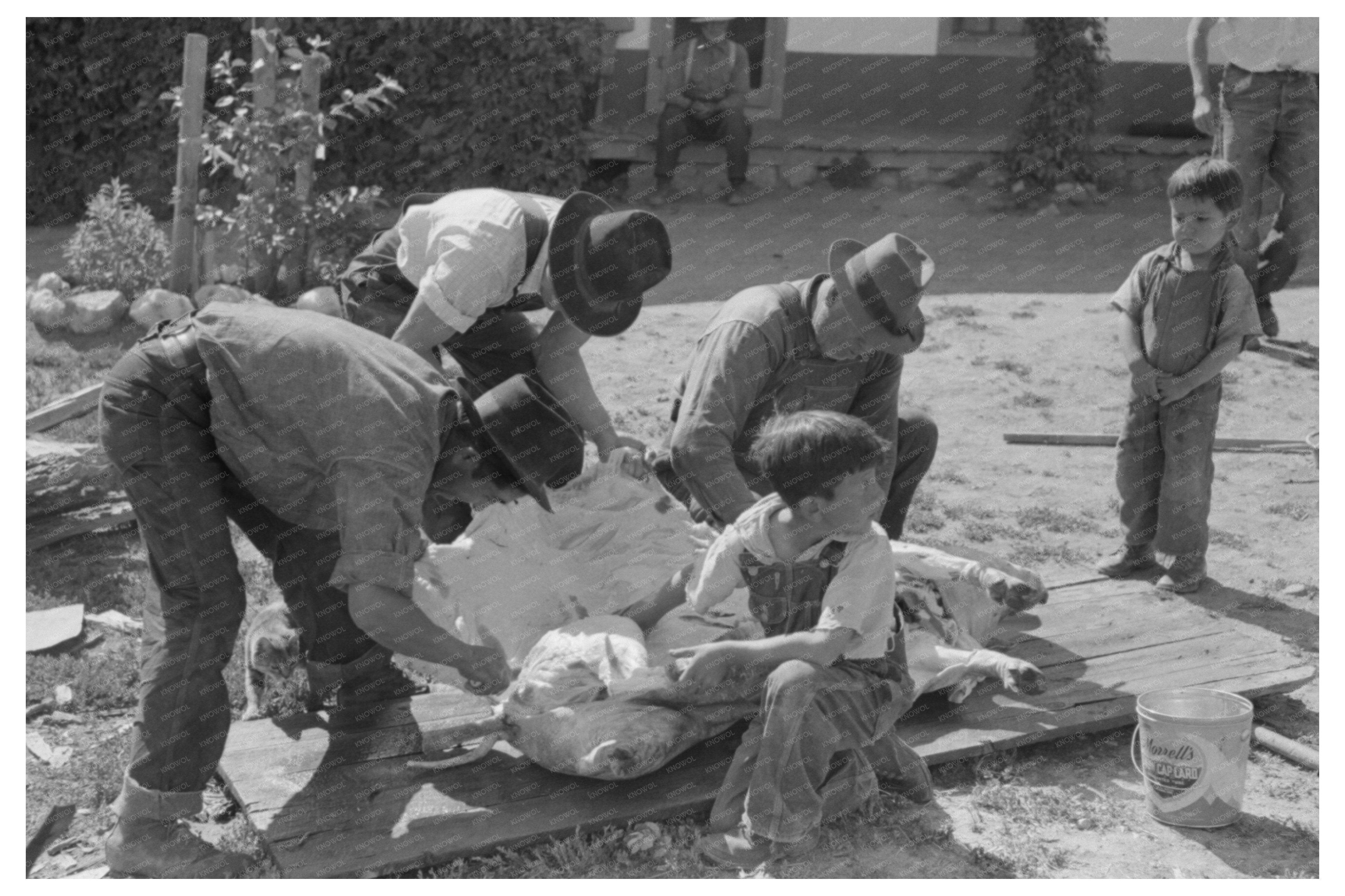 Spanish-American Farmers Peeling Hog Fat Chamisal 1940