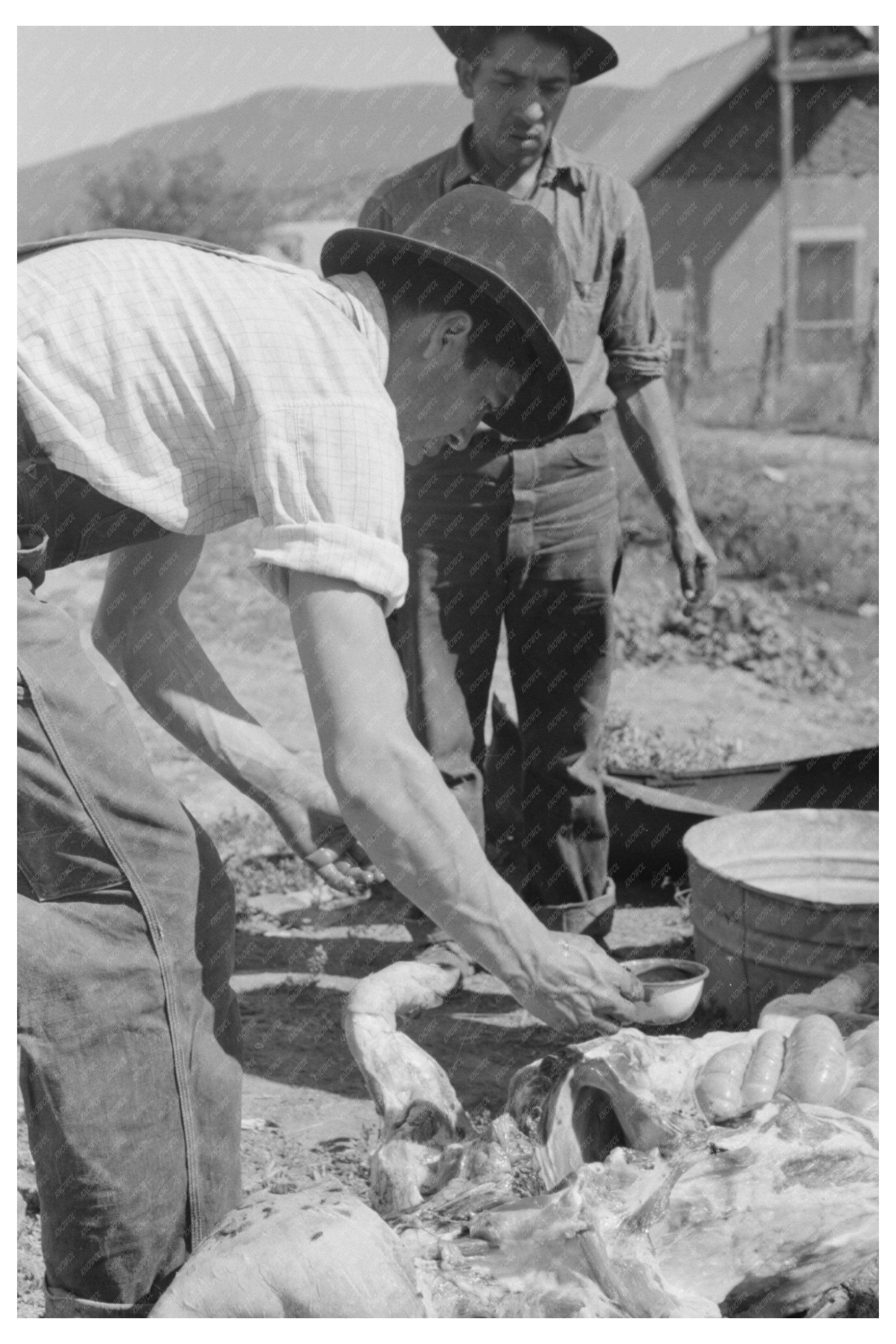 Spanish-American Farmer Extracting Blood from Hog 1940