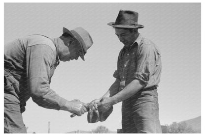 Hog Gall Bladder Cutting Process New Mexico 1940