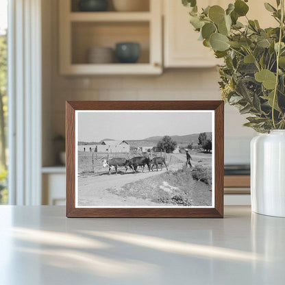 Chamisal New Mexico Cattle Scene July 1940