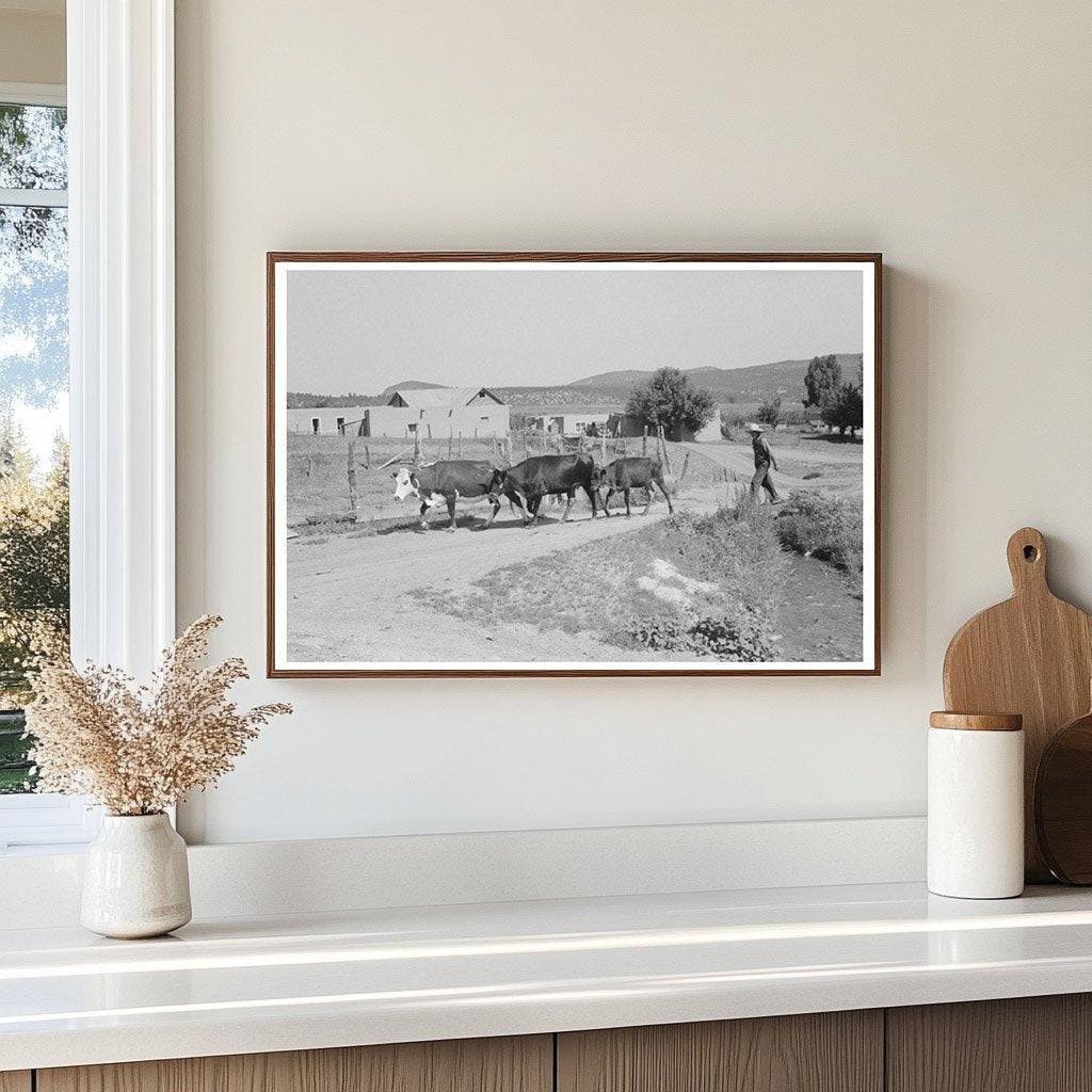 Chamisal New Mexico Cattle Scene July 1940