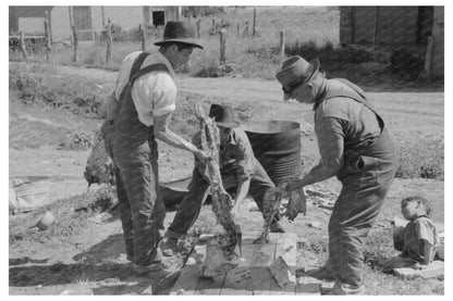 Spanish-American Farmers Breaking Hog Backbone July 1940