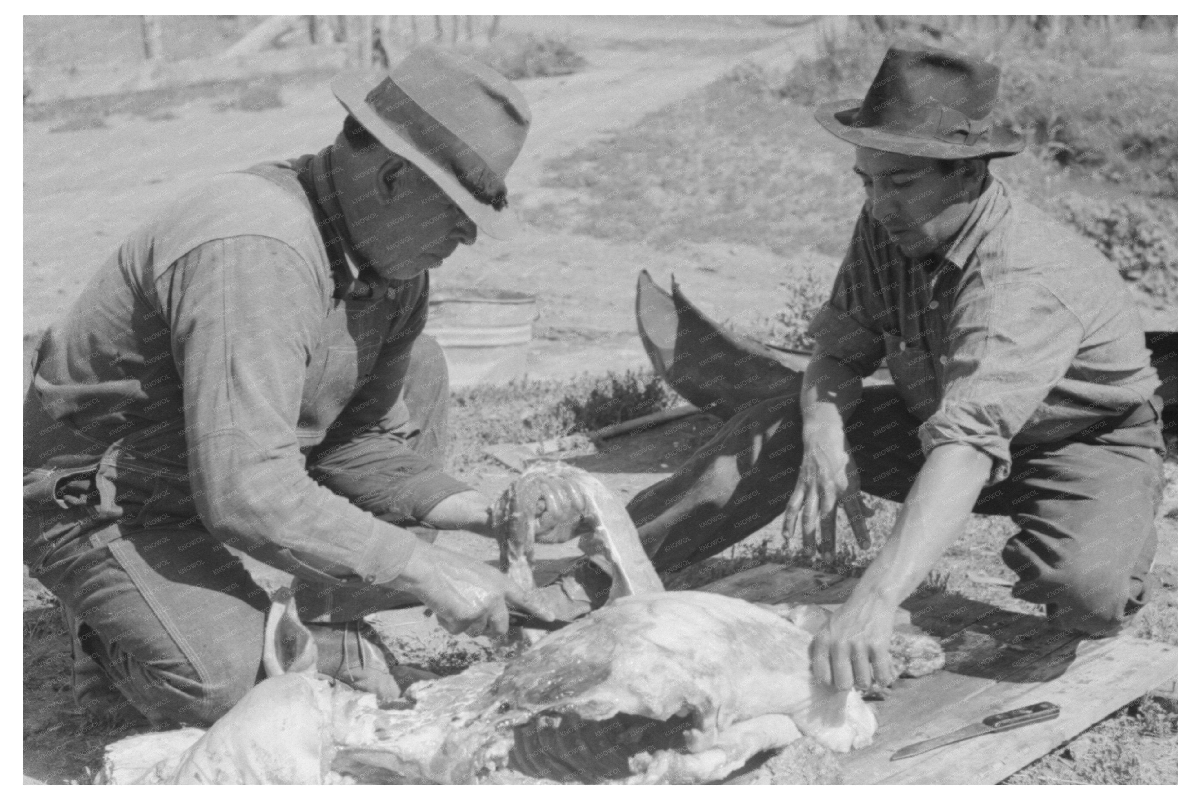 Hog Butchering in Chamisal New Mexico July 1940