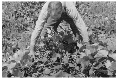 Mormon Farmer Cultivating Grapes Cache County Utah 1940