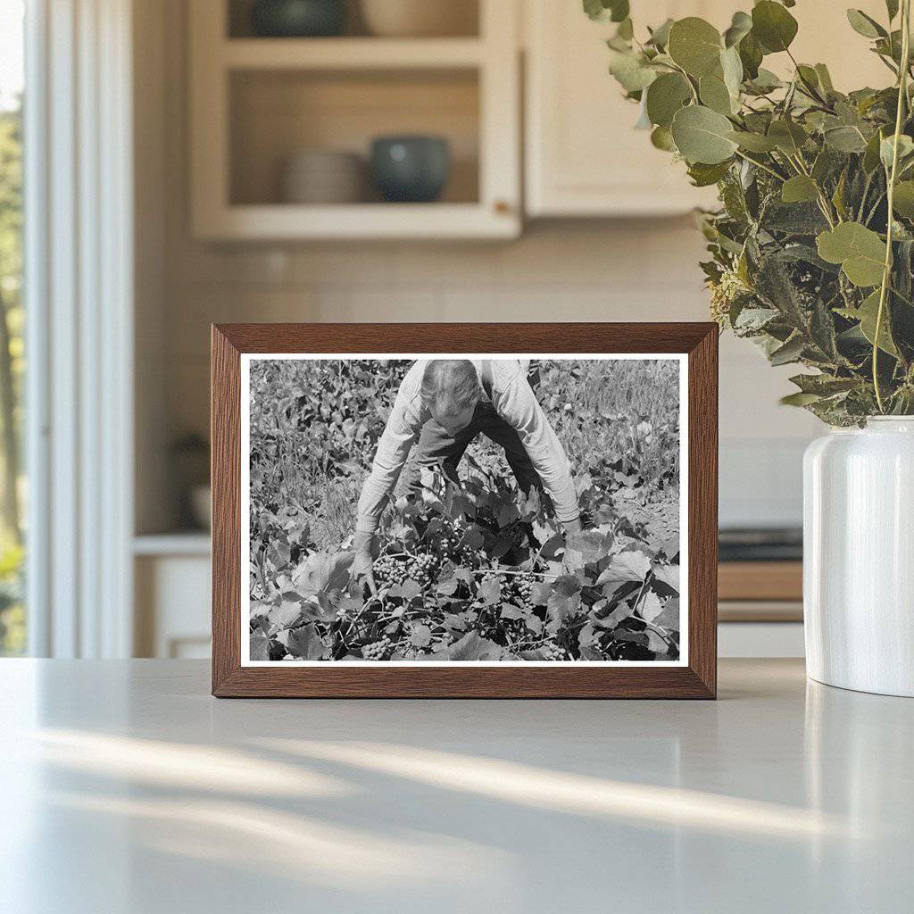 Mormon Farmer Cultivating Grapes Cache County Utah 1940