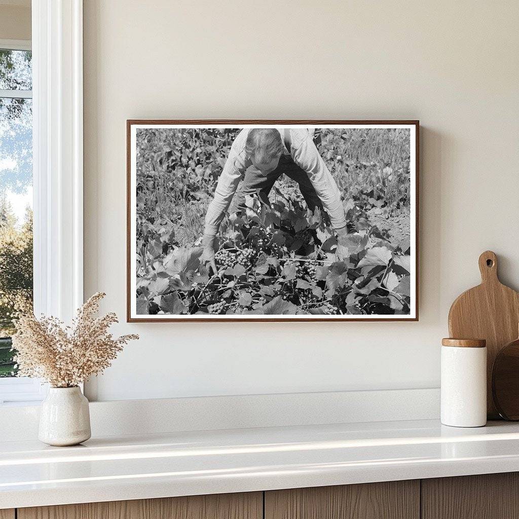 Mormon Farmer Cultivating Grapes Cache County Utah 1940