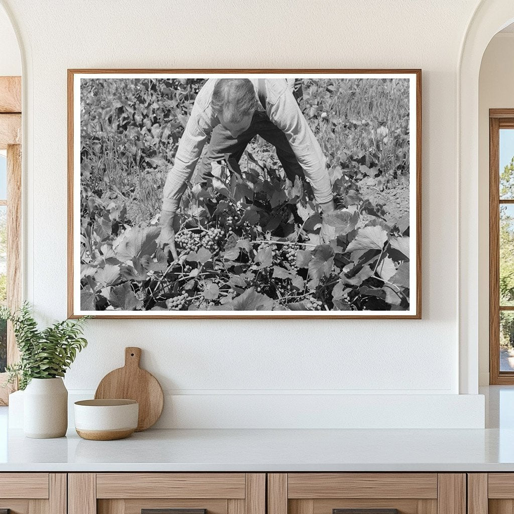 Mormon Farmer Cultivating Grapes Cache County Utah 1940