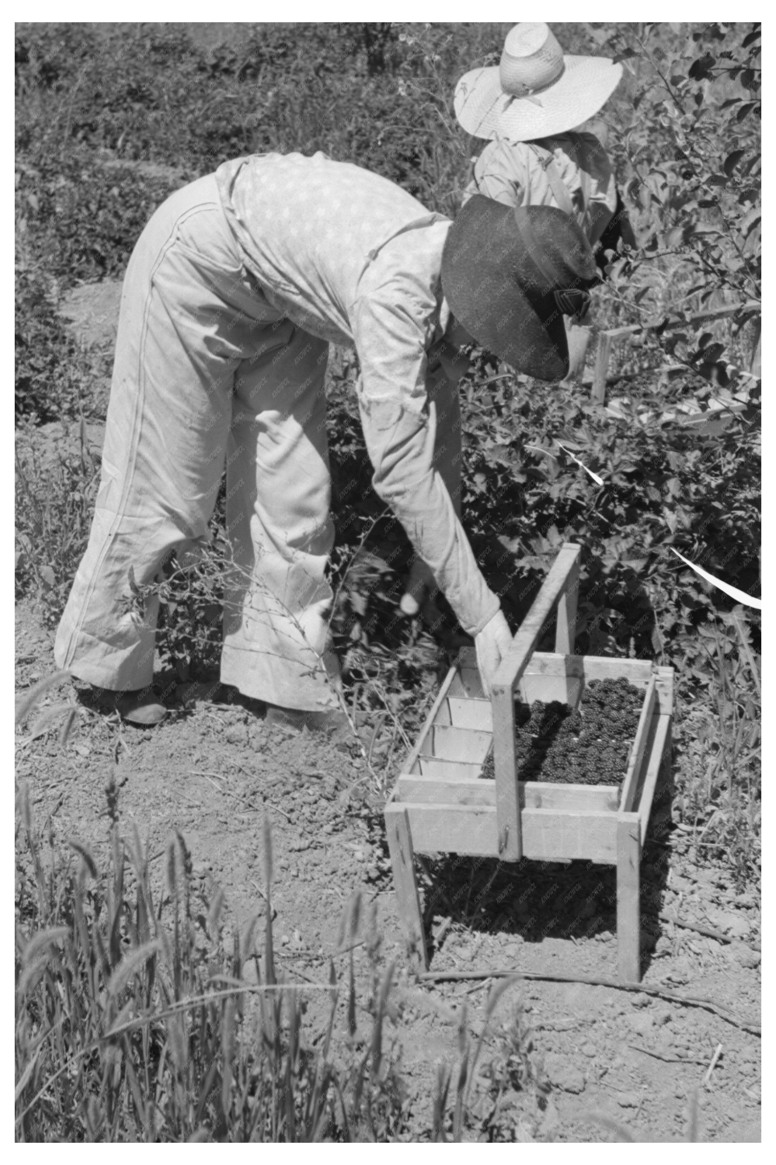 Young Girl Picking Berries in Cache County Utah 1940