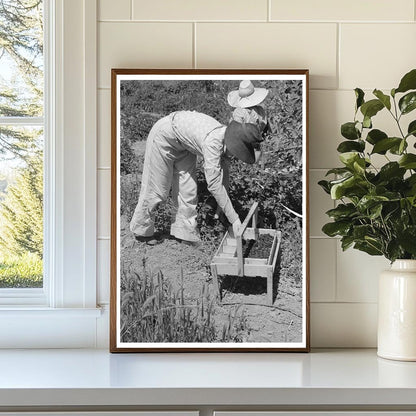 Young Girl Picking Berries in Cache County Utah 1940