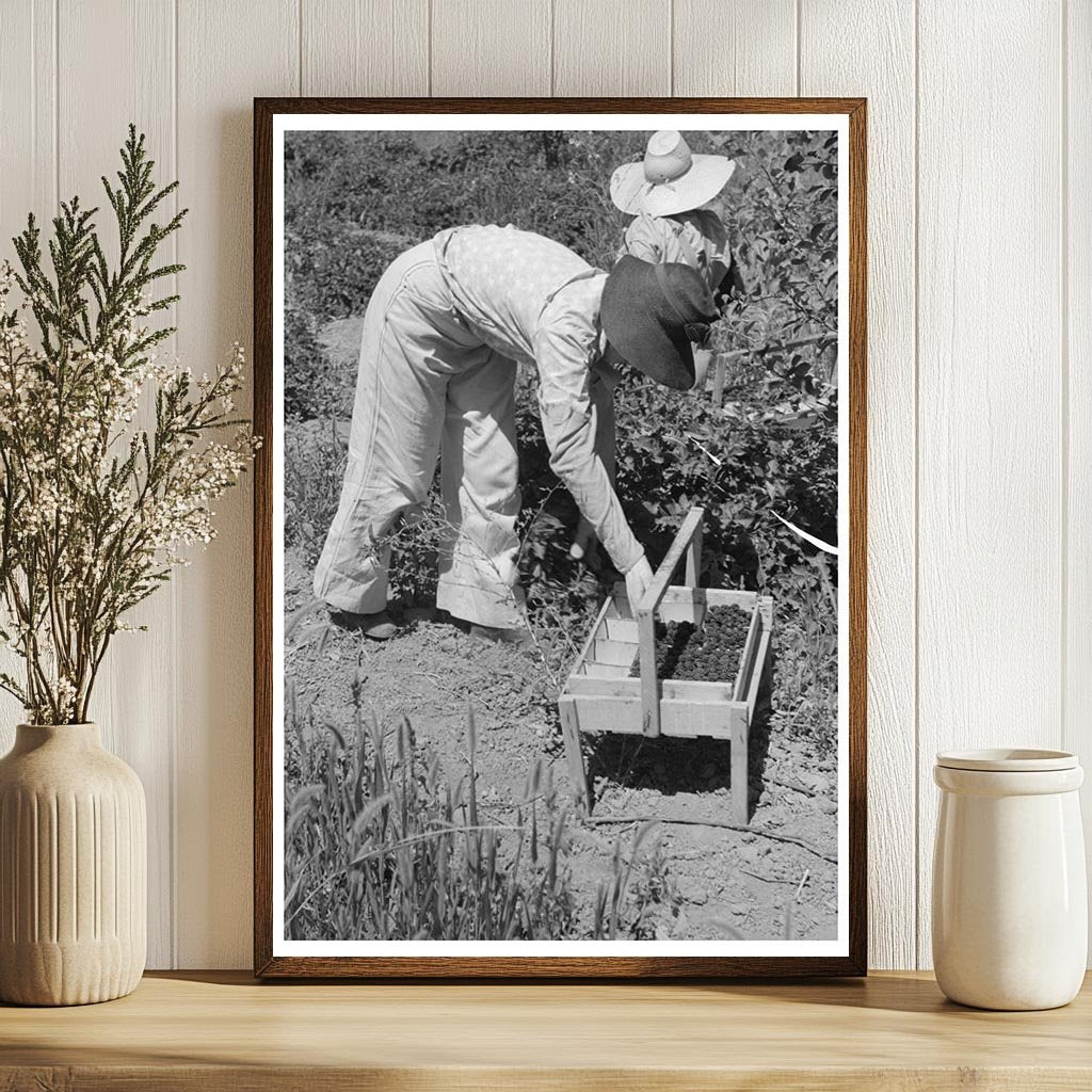 Young Girl Picking Berries in Cache County Utah 1940