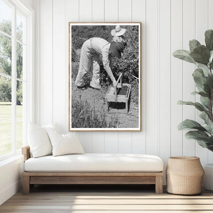 Young Girl Picking Berries in Cache County Utah 1940