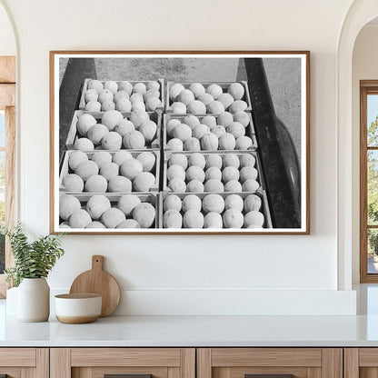 Cantaloupe Farming in Box Elder County Utah 1940