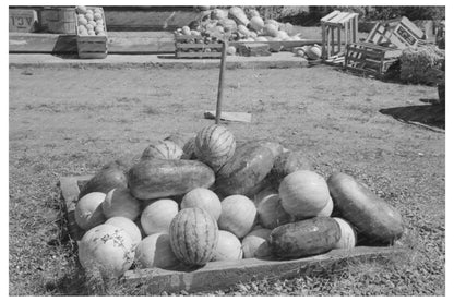 Watermelons Being Cooled with Water July 1940 Utah