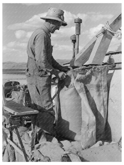 Mormon Farmer Bagging Wheat Idaho July 1940