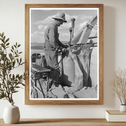 Mormon Farmer Bagging Wheat Idaho July 1940