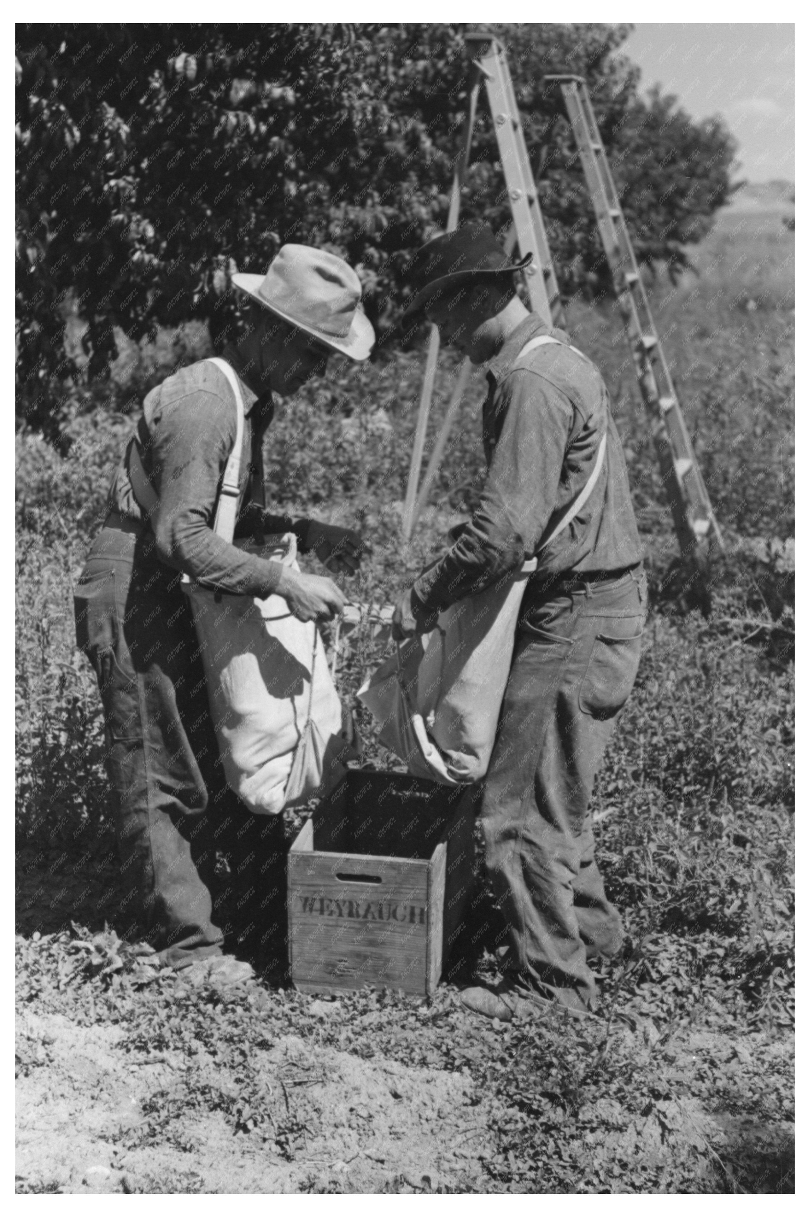 Peach Harvesting in Delta County Colorado September 1940