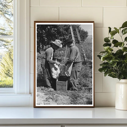 Peach Harvesting in Delta County Colorado September 1940