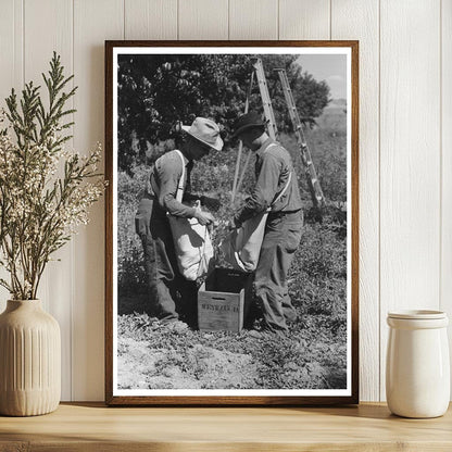 Peach Harvesting in Delta County Colorado September 1940