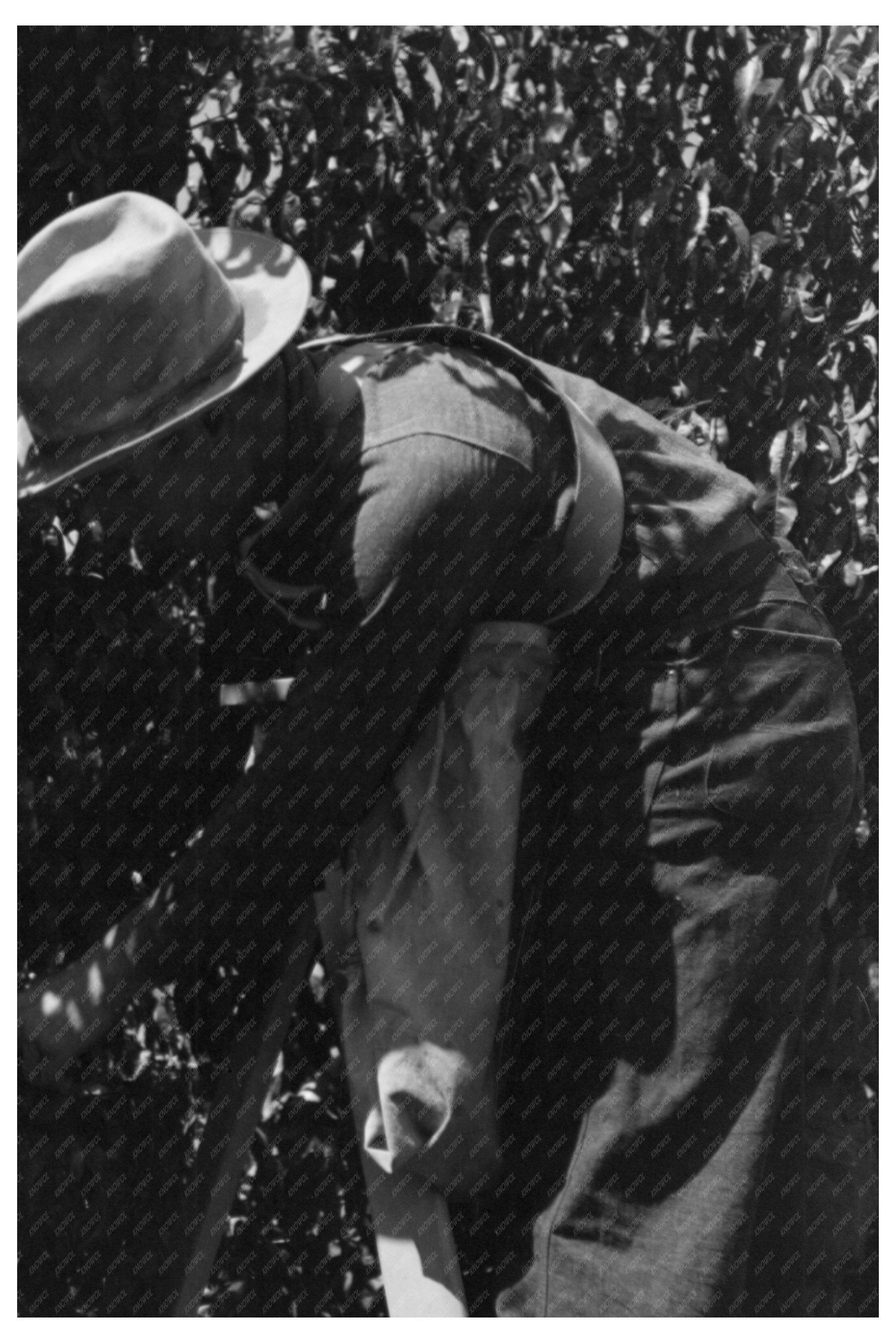 Fruit Pickers Harvesting in Delta County Colorado 1940