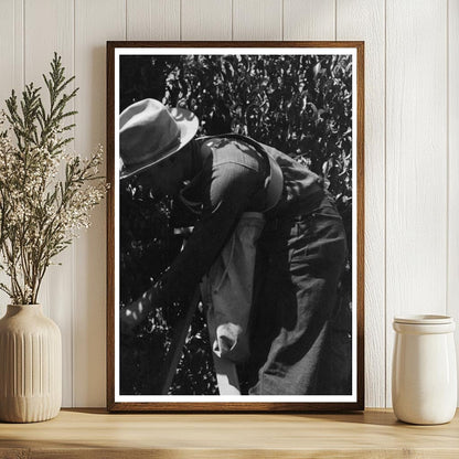 Fruit Pickers Harvesting in Delta County Colorado 1940