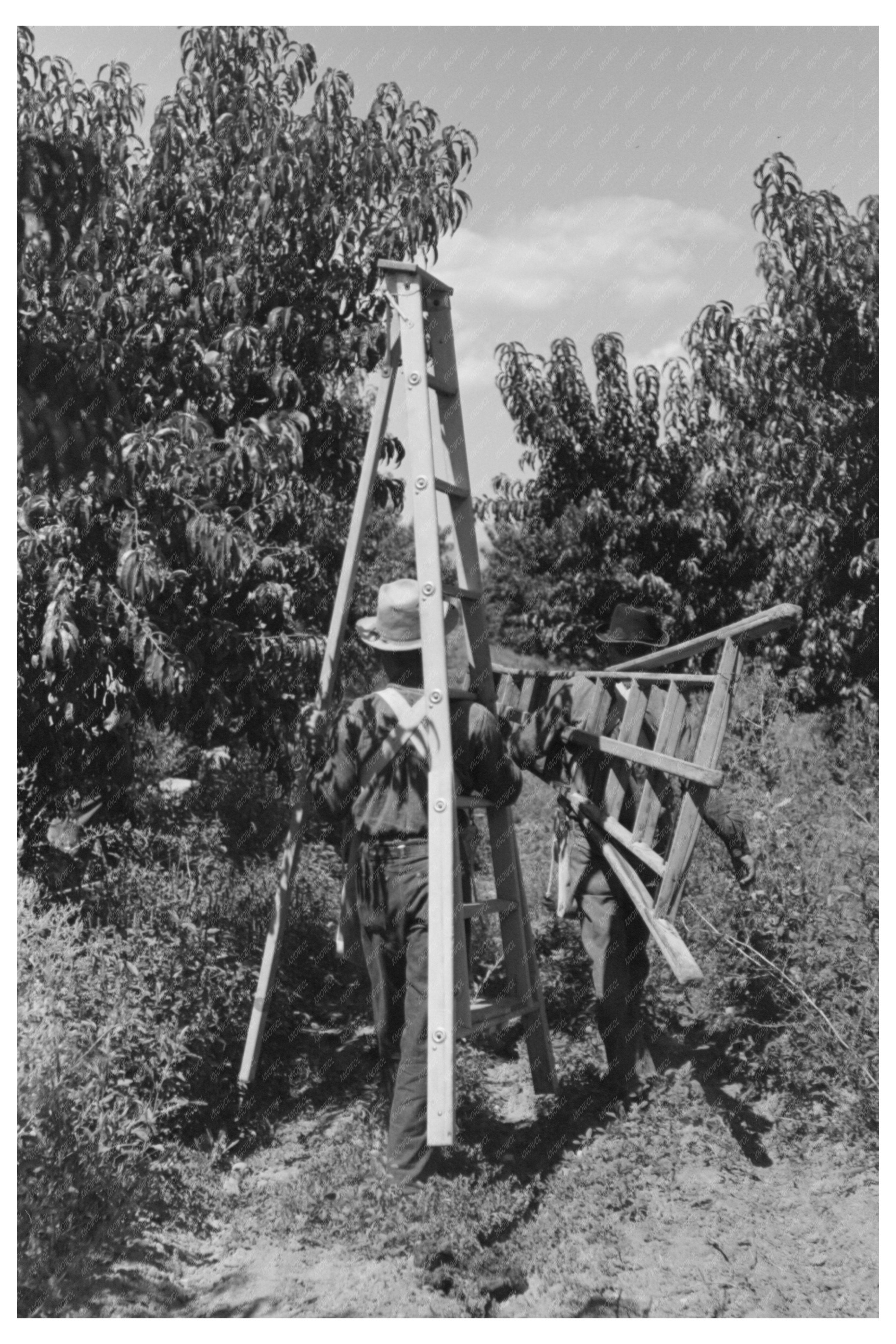 Fruit Pickers Moving Ladders in Delta County Colorado 1940