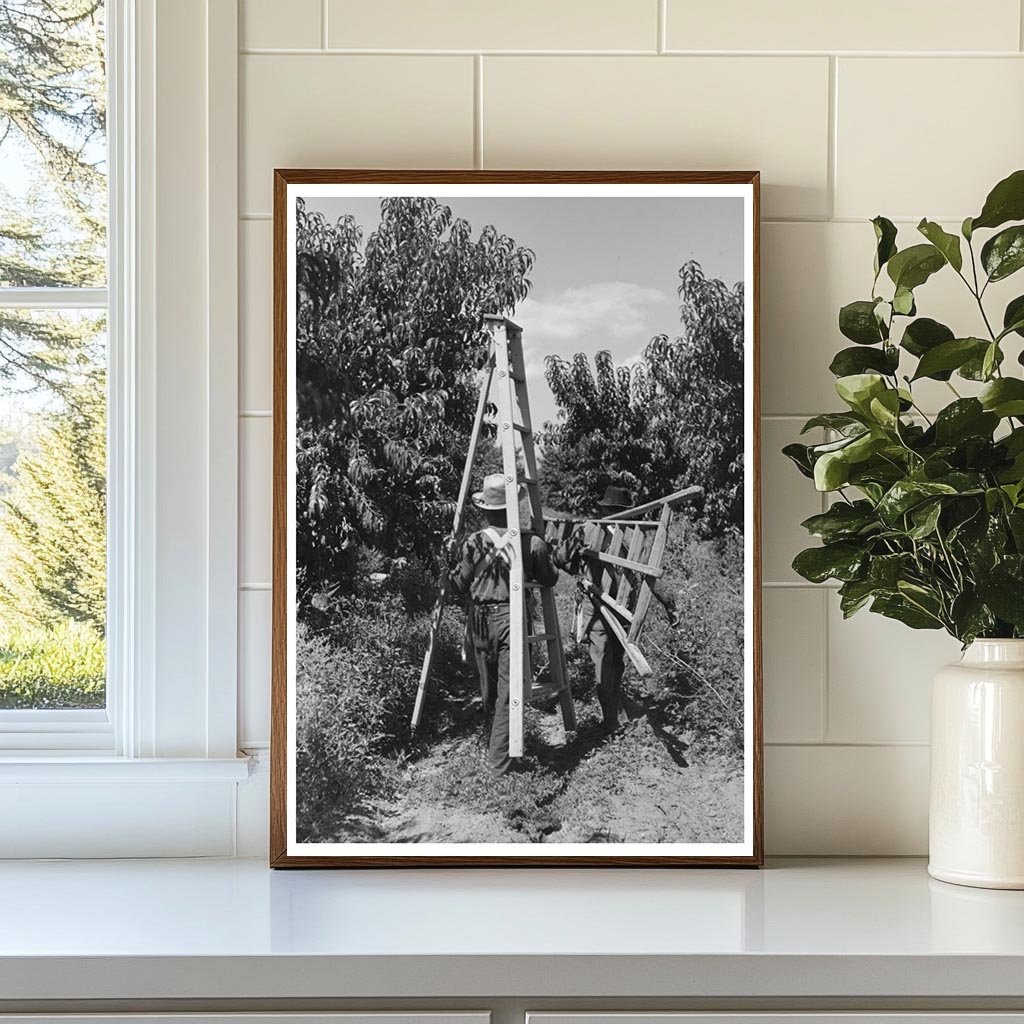 Fruit Pickers Moving Ladders in Delta County Colorado 1940