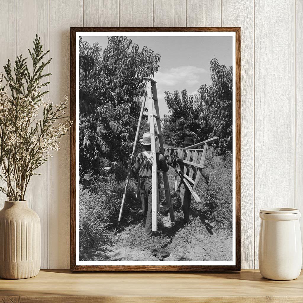 Fruit Pickers Moving Ladders in Delta County Colorado 1940