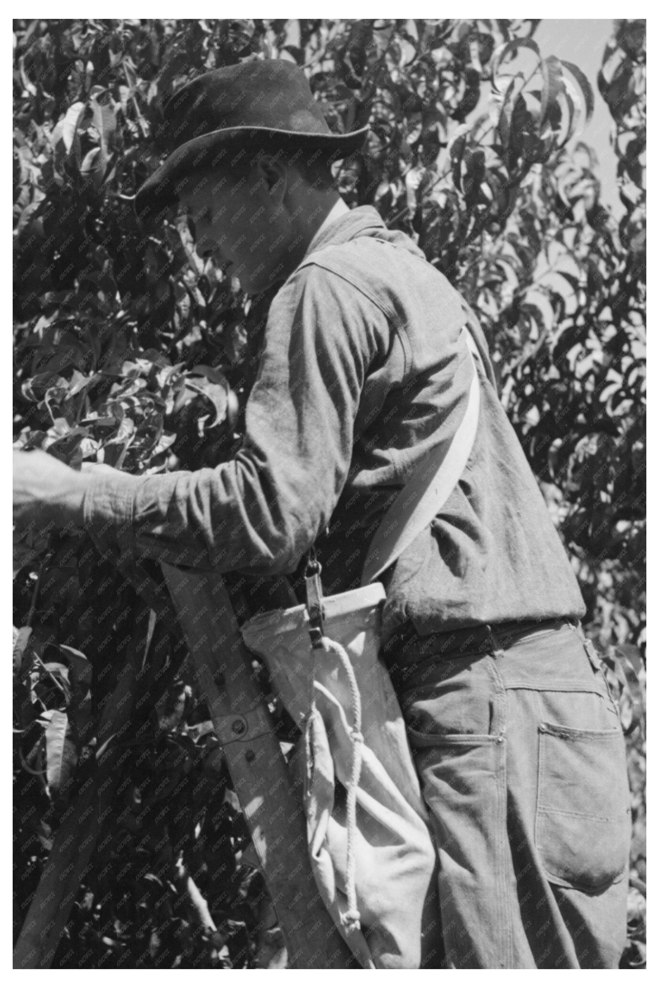 Fruit Pickers Working in Delta County Colorado 1940