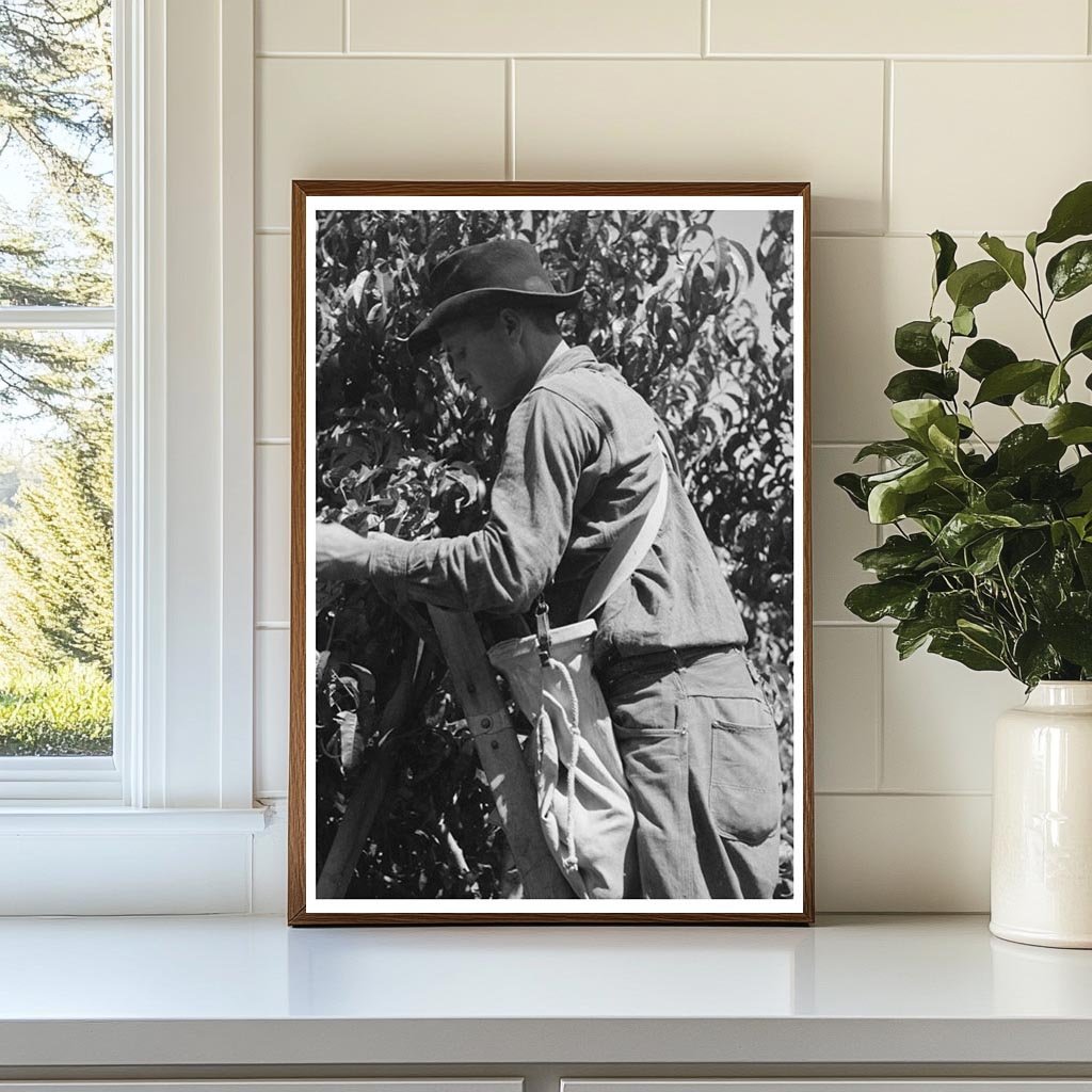 Fruit Pickers Working in Delta County Colorado 1940