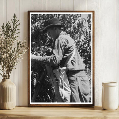 Fruit Pickers Working in Delta County Colorado 1940