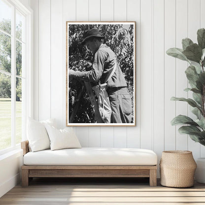 Fruit Pickers Working in Delta County Colorado 1940