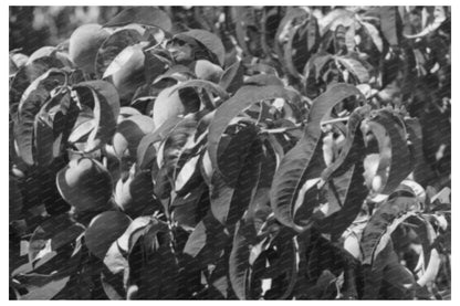 Fruit Pickers in Delta County Colorado September 1940