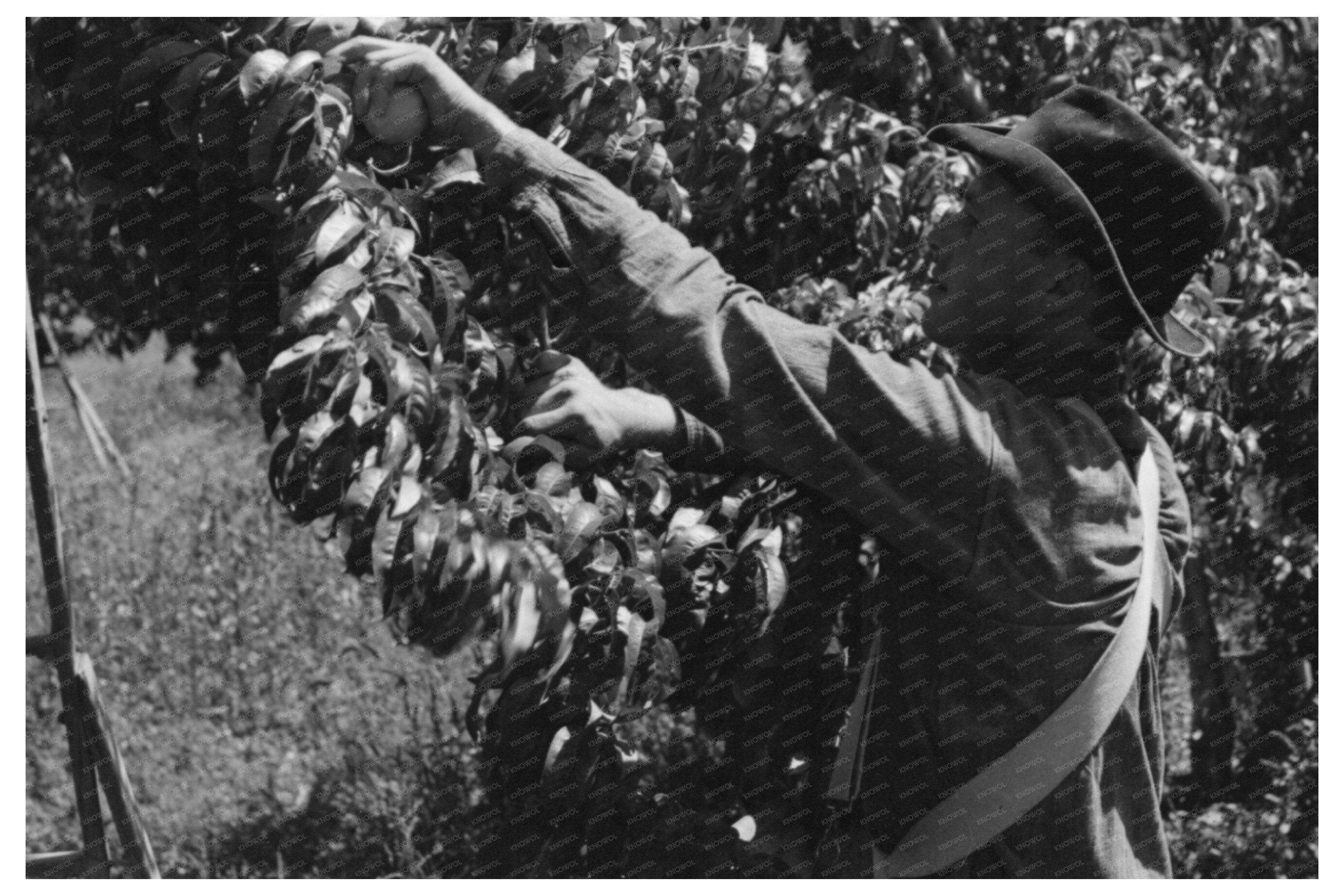 Peach Picking Laborers Delta County Colorado 1940
