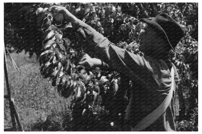 Peach Picking Laborers Delta County Colorado 1940