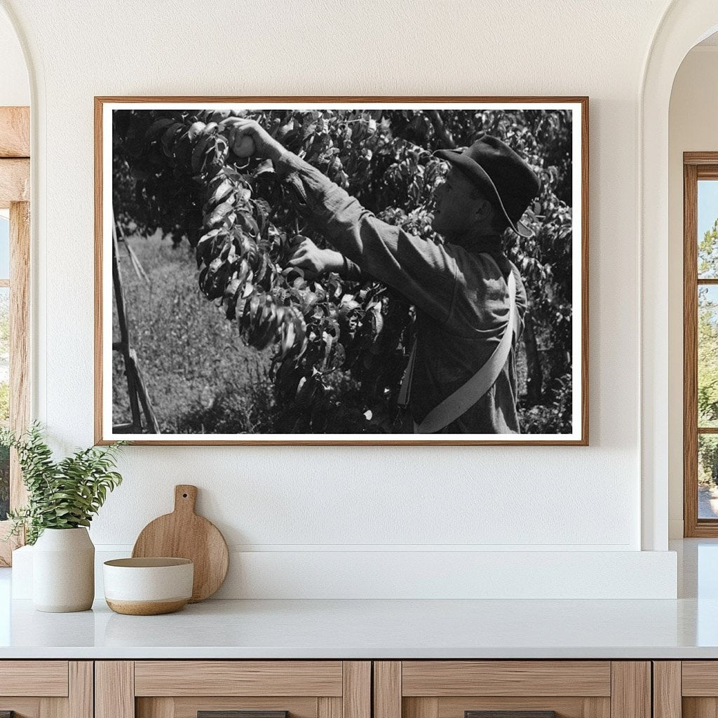 Peach Picking Laborers Delta County Colorado 1940