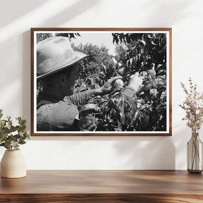 Peach Picking in Delta County Colorado 1940