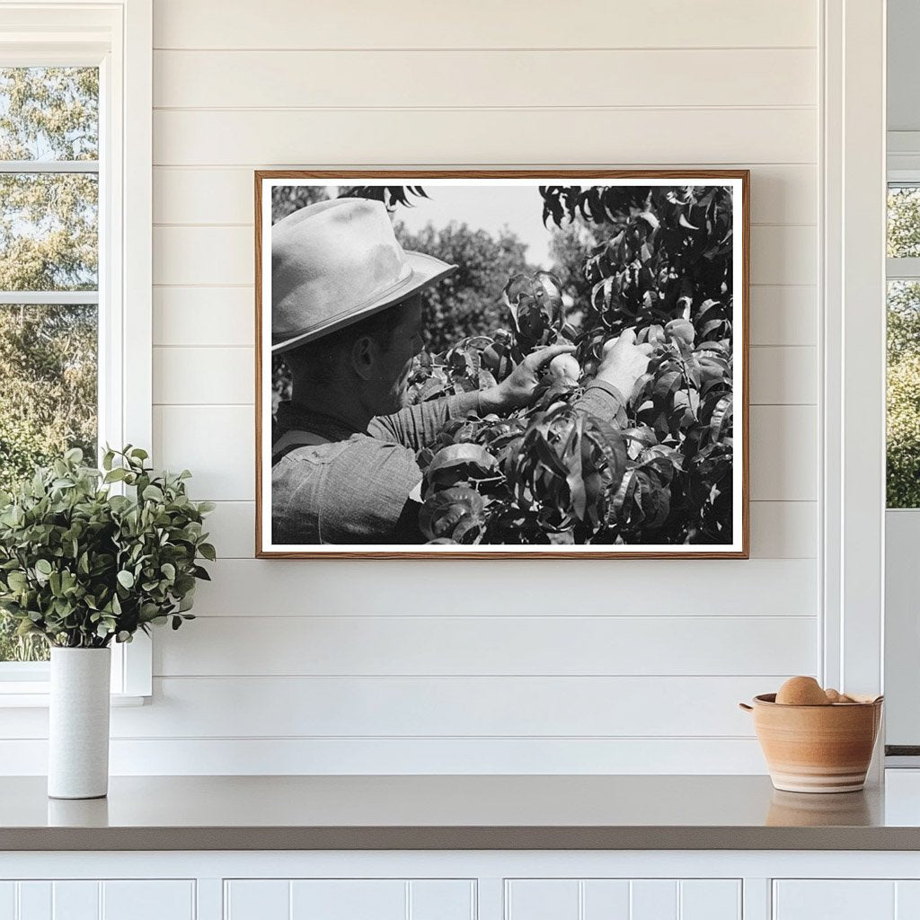 Peach Picking in Delta County Colorado 1940